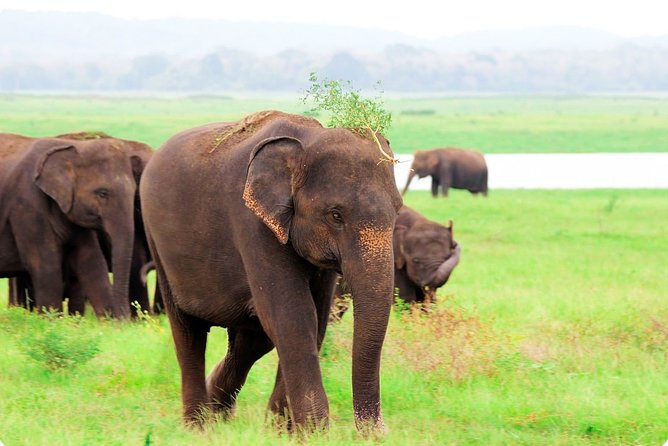 Kaudulla National Park Shared Safari - Kaudulla’s Tank and Elephant Corridor: Why This Safari Works
