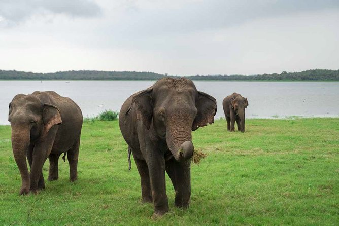 Kaudulla National Park Shared Safari - Price and Tickets: What $35 Covers and What Might Cost Extra