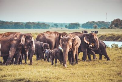 Kaudulla National Park Shared Safari - Morning vs Afternoon in Kaudulla: Pick the Session Like a Local