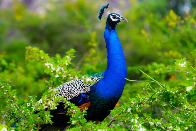 Kaudulla National Park Shared Safari - Pickup Near Kaudulla Gate: The 5 KM Rule You Should Plan Around