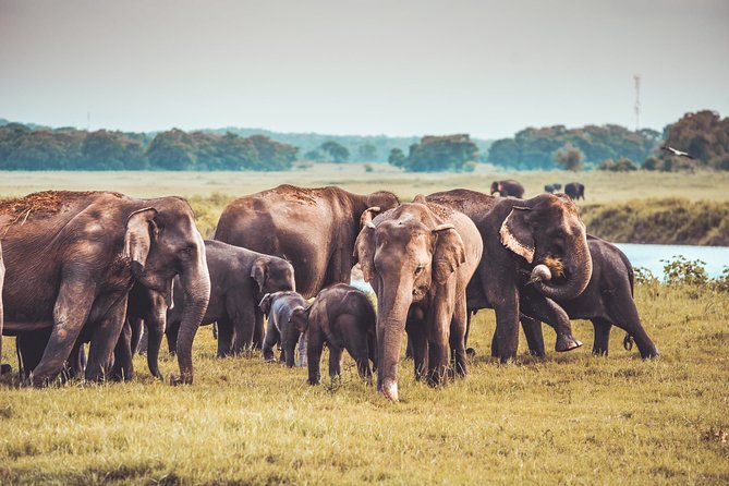 Kaudulla National Park Shared Safari - Morning vs Afternoon in Kaudulla: Pick the Session Like a Local