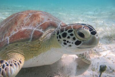 Kayak & Snorkel with Sea Turtles, National Park, St. John - The Kayak Paddle Around Virgin Islands National Park Waterlines