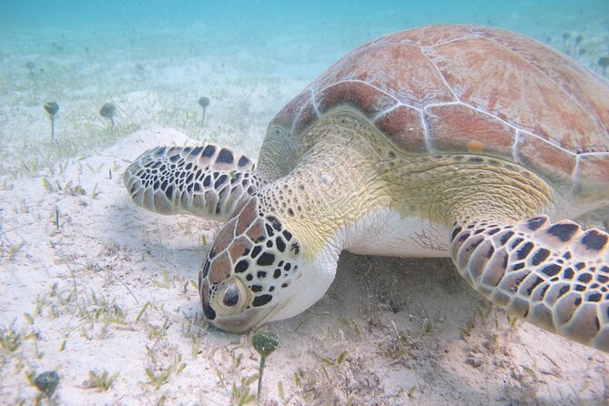 Kayak & Snorkel with Sea Turtles, National Park, St. John - Rocky Outcrops, Durloe Cays, and Hawksnest Bay Views