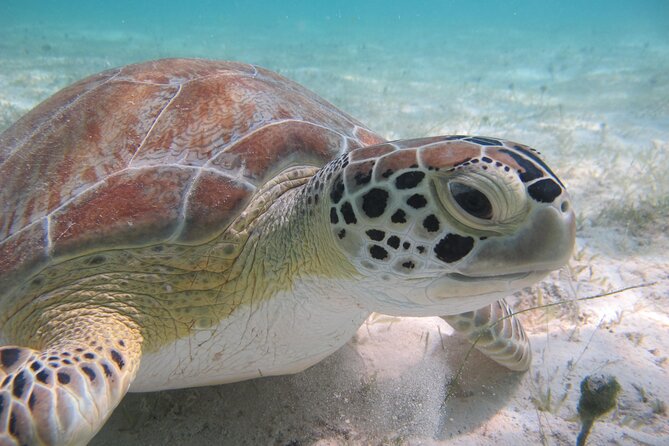 Kayak & Snorkel with Sea Turtles, National Park, St. John - The Kayak Paddle Around Virgin Islands National Park Waterlines