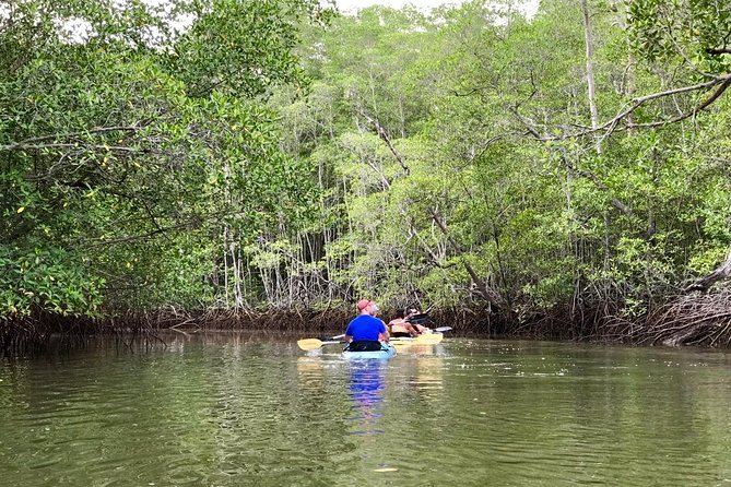 Kayak to the Heart of the National Park - The mangrove paddle: your first wildlife and plant spotting