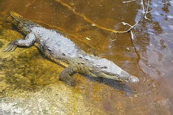 Kayak Trip & 3 hikes in Everglades National Park - Pineland Trail and the endangered habitat angle