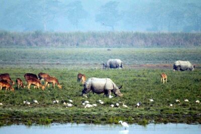 Kaziranga National Park & Guwahati - Your resort base: comfort that actually helps on safari days