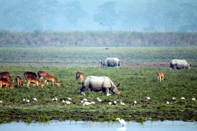 Kaziranga National Park & Guwahati - Your resort base: comfort that actually helps on safari days