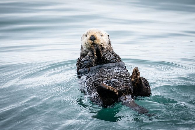 Kenai Fjords National Park Glacier & Wildlife Cruise - Key things to know before you go