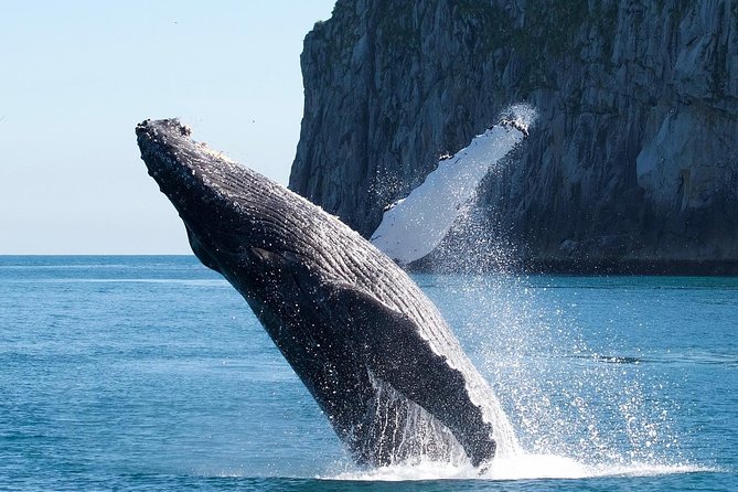 Kenai Fjords National Park Glacier & Wildlife Cruise - Why this Kenai Fjords cruise is a smart use of your Seward day