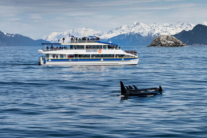 Kenai Fjords National Park Glacier & Wildlife Cruise - Chiswell Islands or Cape Resurrection: the bird show you didn’t know you needed