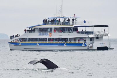 Kenai Fjords National Park Glacier & Wildlife Cruise - From Seward to Resurrection Bay: how the day starts