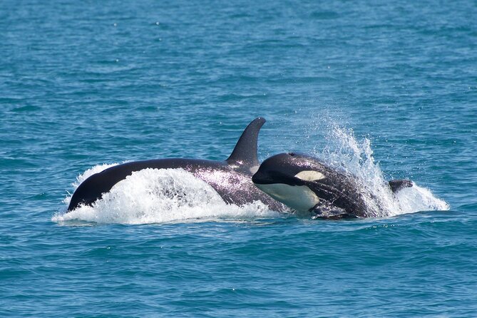 Kenai Fjords National Park Glacier & Wildlife Cruise - Wildlife spotting: the thrill, the reality, and how to play it right
