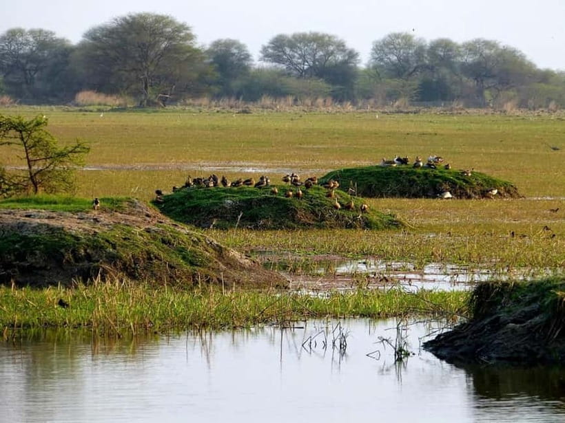 Keoladeo National Park Tickets and Guided Tour - Keoladeo National Park: why this place works for birds