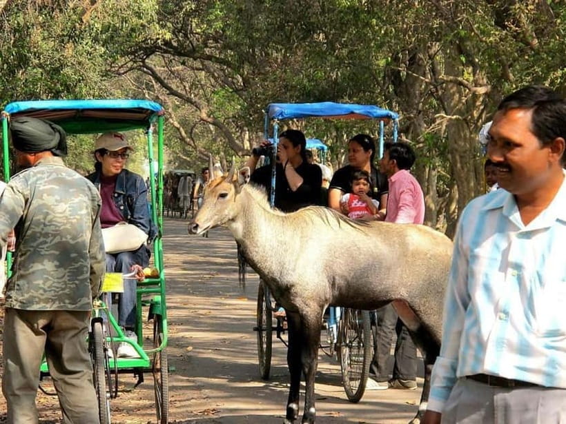Keoladeo National Park Tickets and Guided Tour - Tickets, pricing, and what $43 buys you