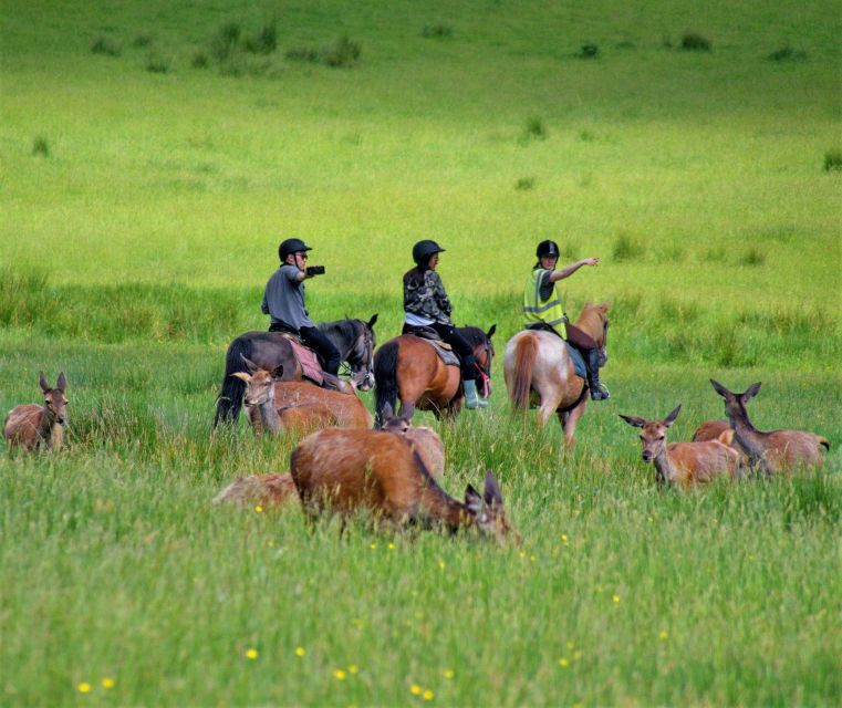 Kerry: Guided Horse Riding Tour in Killarney National Park - Getting on Horseback Near Killarney Town (The Easy Part)