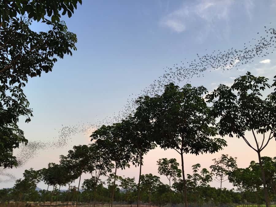 Khao Yai National Park: 2-Day Private Tour from Bangkok - From Bangkok to Khao Yai: the schedule that shapes your sightings