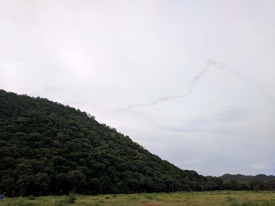 Khao Yai National Park: 2-Day Private Tour from Bangkok - Buddhist cave temple, the bat show, and that first big view