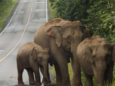 Khao Yai National Park: 2-Day Private Tour from Bangkok - Private Pickup, Small-Group Safari: How the Day Actually Runs