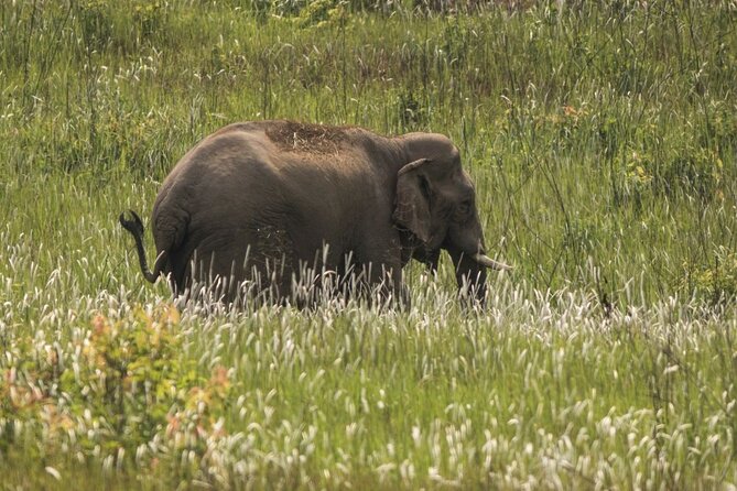 Khao Yai National Park Full-Day From Bangkok - Including Ticket - Why Khao Yai Feels Different From a Typical Sightseeing Day