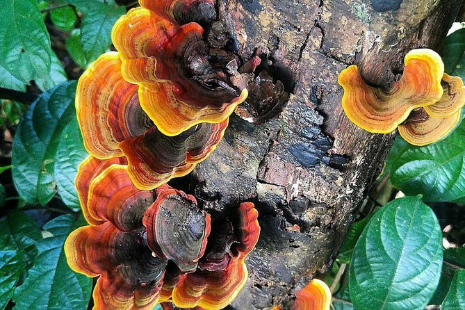 Khao Yai National Park Hiking Day Tour: Haew Narok and Haew Suwat - When to go: the waterfall reality until May