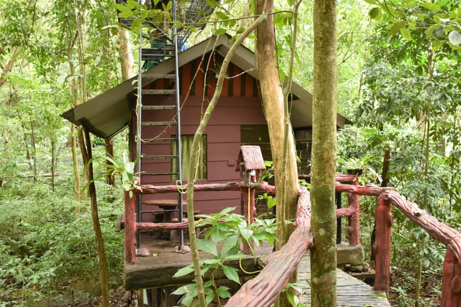 Khaosok National Park: 4-Day and 3-Night Package Trip - Day 4: Gibbons at dawn, a canoe paddle, and checkout by 10:30 AM