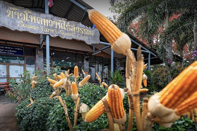 KhaoYai National Park 3D2N - Suwan Farm sweet corn: juice that sells out fast