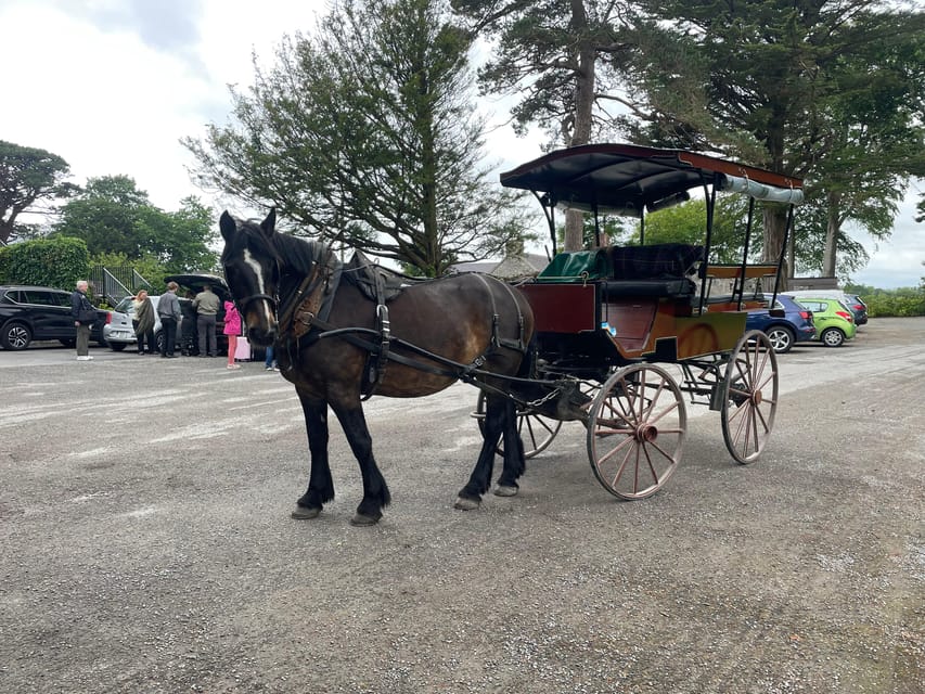 Killarney Carriage Tours National Park and Lakes - National Park riding: what the first stretch feels like