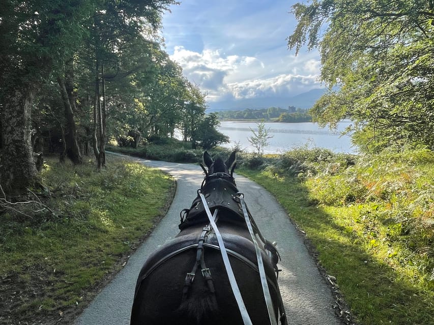 Killarney Carriage Tours National Park and Lakes - Where to meet at 228 Beech Road