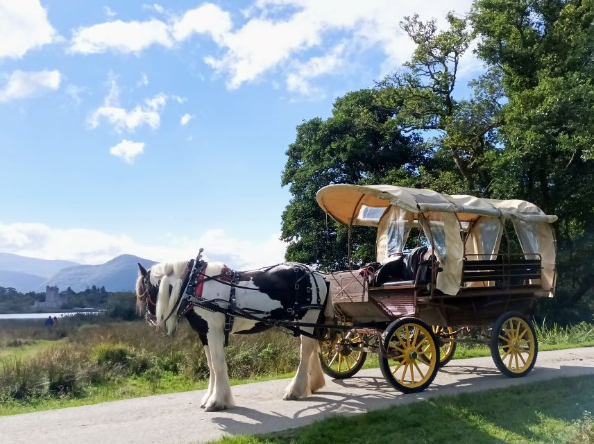 Killarney: Killarney National Park Private Tour - Innishfallon: a 6th-century monastery moment, without feeling rushed