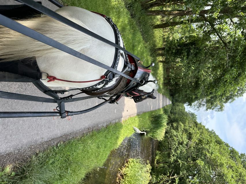 Killarney: Killarney National Park Private Tour - Your guide and the horses: why the ride feels different every time