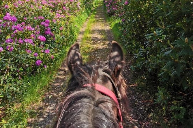 Killarney National Park Horseback Ride. Co Kerry. Guided. 1 hour. - Guides, Safety Gear, and the Small-Group Advantage