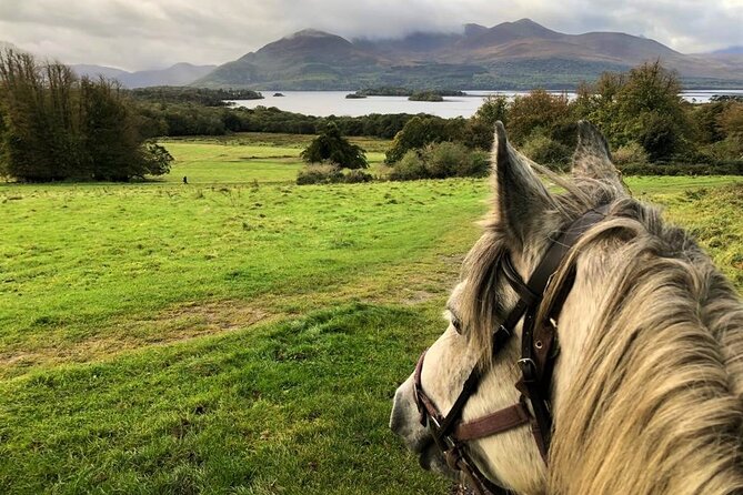 Killarney National Park Horseback Ride. Co Kerry. Guided. 1 hour. - The Ride Itself Inside Killarney National Park