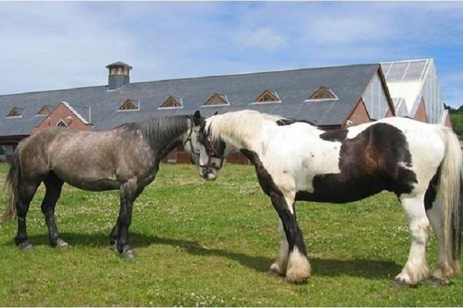 Killarney National Park Horseback Ride. Co Kerry. Guided. 2 hours. - Getting Matched to a Horse: Beginner-Friendly Without Feeling Babyish
