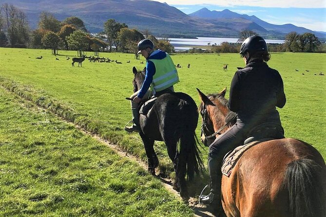 Killarney National Park Horseback Ride. Co Kerry. Guided. 3 hours. - How the Tour Handles Different Skill Levels (Beginner to Experienced)