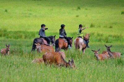 Killarney National Park Horseback Ride. Co Kerry. Guided. 3 hours. - What You Get Included: Horse, Guide, Helmet, and Boots