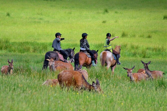 Killarney National Park Horseback Ride. Co Kerry. Guided. 3 hours. - What You Get Included: Horse, Guide, Helmet, and Boots