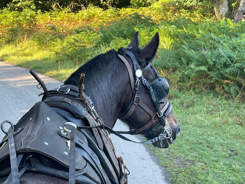 Killarney National Park Jaunting Car Tour - Key Highlights You’ll Care About