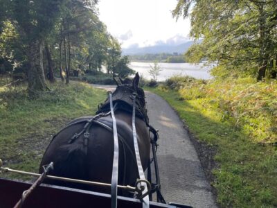 Killarney National Park Jaunting Car Tour - Pickup on Beech Road and the Quick Lead-In at St Mary’s Cathedral