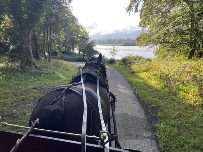 Killarney National Park Jaunting Car Tour - The Return Through Killarney Racecourse Back to Beech Road