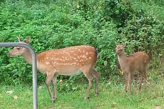 Killarney National Park Tour - A smarter way to see Killarney National Park in one hour