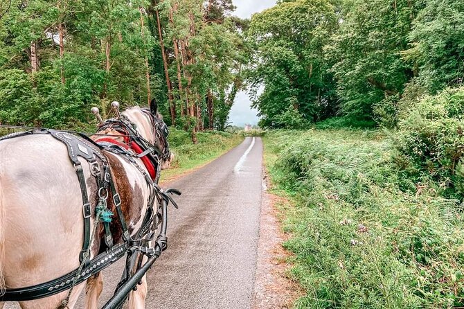 Killarney National Park Tour - Price and timing: what $60.46 buys you
