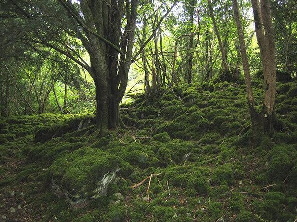 Killarney Valley & National Park - Private Tour - Key things I’d plan around before you go