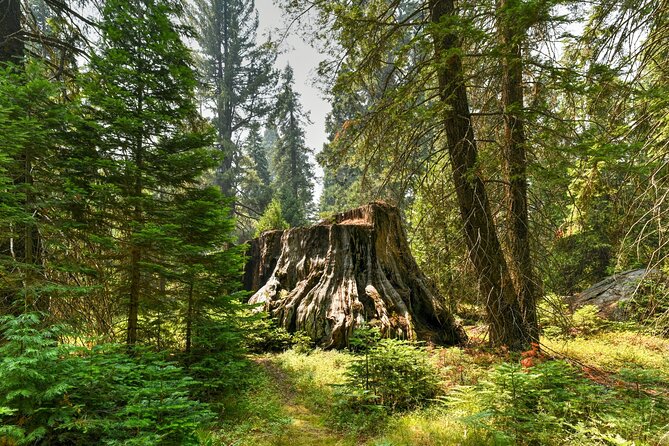 Kings Canyon National Park Self-Guided Audio Tour - Panoramic Point to McGee Vista: views plus the wildfire story