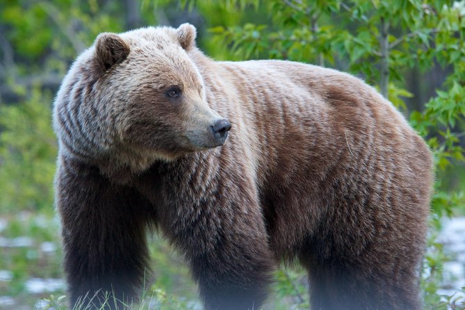 KLUANE NATIONAL PARK - Day-Trip from Whitehorse - Kluane National Park time: ice, mountains, and wildlife moments