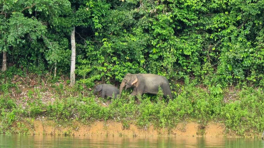 Krabi: Khao Sok National Park & Cheow Lan Lake Boat Tour - Quick hits you’ll care about