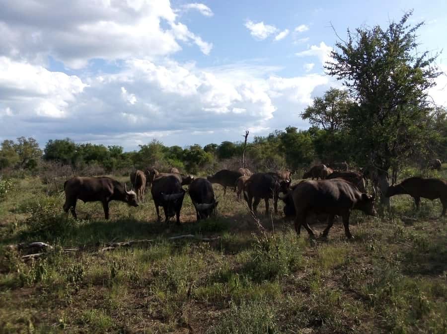 Kruger National Park: 4-Day Ultimate Safari Tour - A 4-day Kruger plan that mixes scenery and serious wildlife time