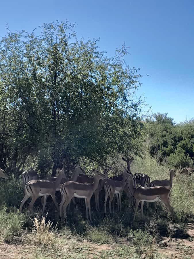 Kruger National Park: 4-Day Ultimate Safari Tour - Price and what you actually get for $1,161