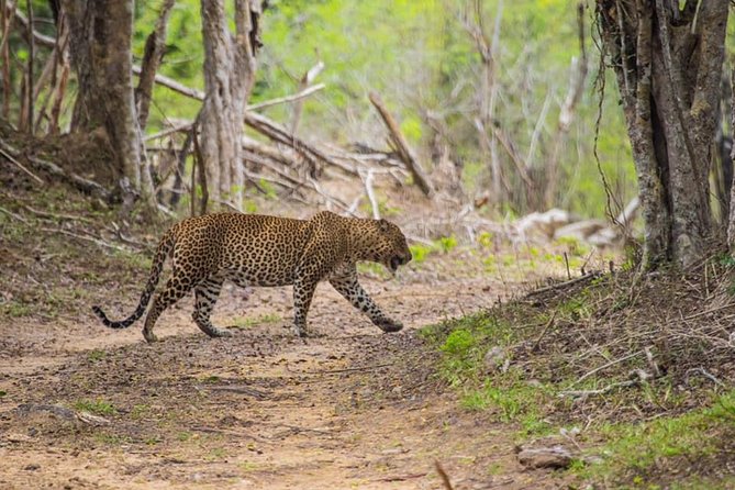 Kumana National park Full day safari - Key things I’d watch for on this Kumana safari