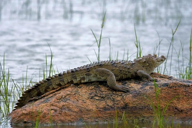 Kumana National park Full day safari - Kumana at 5am: why the timing matters more than you think
